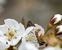 Bee Pollination 5